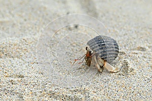 A nearly extinct animal, hermit crab, in a black shell walking on a beautiful white sand beach