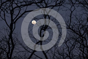 A nearly-full moon at night