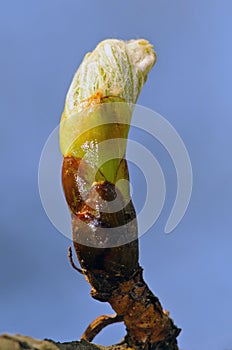 Nearly open burgeon of horse-chestnut