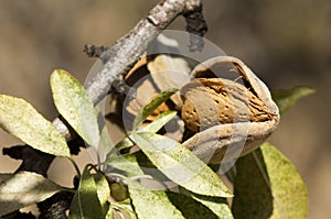 Nearly ripe almonds