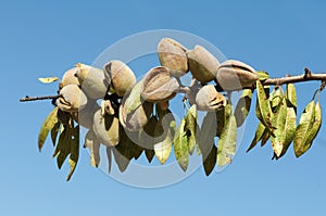 Nearly ripe almonds