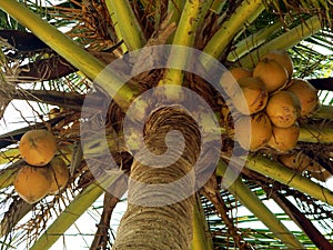 Nearly Ripe Coconuts