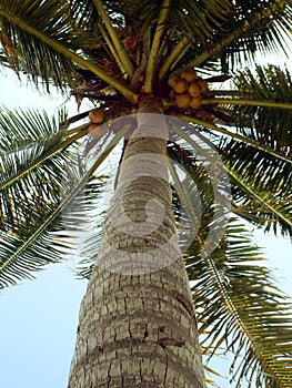 Nearly Ripe Coconuts photo