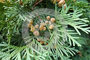 Nearly ripe cones of Thuja occidentalis