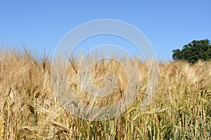 Nearly ripe golden barley field against blue sky