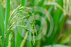 Nearly ripe green rice is in the lush green pasture Close-up