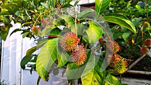Nearly ripe rambutan fruits