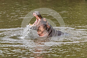 Nearly submerged hippotomus in blue water yawns wide open