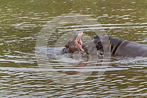 Nearly submerged hippotomus in blue water yawns wide open