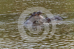 Nearly submerged hippotomus in blue water yawns wide open