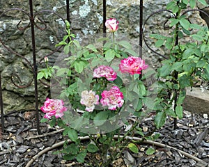 Nearly Wild Rose shrub