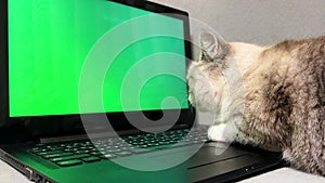Nearsighted cat looks at a green monitor. Gray cat conducting a webinar on a laptop with a green screen.
