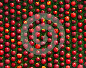 Neat arrangement of rows of fresh red apples