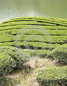 Neat and beautiful tea field, adobe rgb