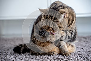 Neat cat and cat licking his paw showing tongue
