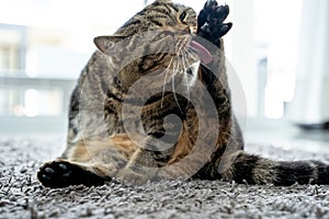 Neat cat and cat licking his paw showing tongue