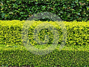 Neat Green Stepped Hedge