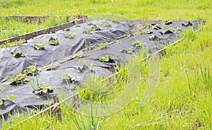 Neat long beds of strawberries covered with black agrofibre. A green strawberry plant in a dark black spunbond hole in the ground