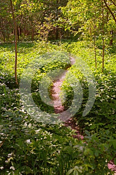 A neat narrow winding path, small footpath among thickets of green vegetation on a sunny summer day