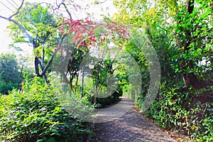 Neat old cobblestone road among trees