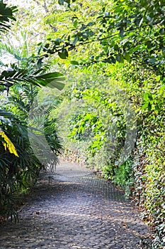 Neat old cobblestone road among trees