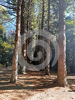 Neat and orderly towering trees, humans appear small