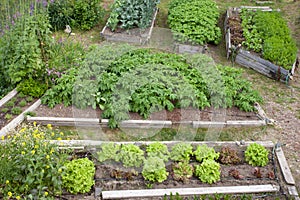 Raised beds of various vegetable plants potatoes