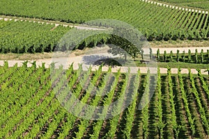 Neat Rows of Grape Vines