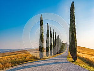 Neat rows and shadows of the cypresses, famous Tuscan trees