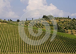 Neat Tuscany vineyard