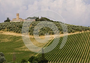 Neat Tuscany vineyard