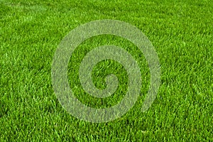 Neatly cut grass photo