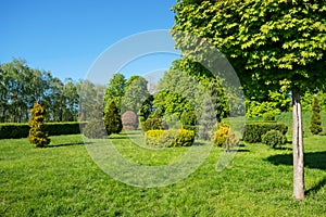 Neatly cut trees and bushes in botanical garden