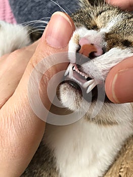 neatly lined and cute teeth transcended to a sweet cat.