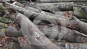 Stack of Logs and Tree Trunks in a Forest Clearing, Woodcutting Work photo