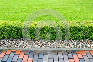 Neatly trimmed low shrub on the background of a green lawn