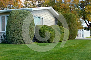 Neatly Trimmed Shrubs 2