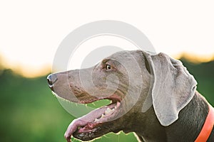 Neb of grey dog in collar amid green plants photo