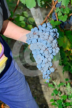 Nebbiolo grape harvest photo