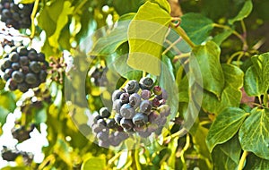 Sangiovese grapes photo