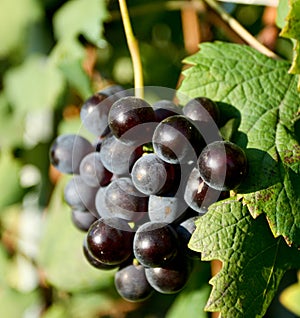 Nebbiolo grapes for Barolo photo