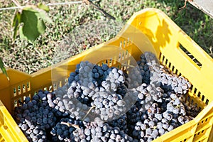 Nebbiolo grapes in case photo