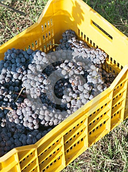 Nebbiolo grapes photo