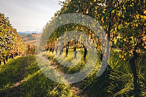 Vineyard Langhe rows field with cottage. Autumn beautiful orange and yellow colors. Viticulture Piedmont, Italy. photo