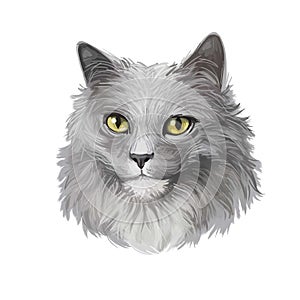 Nebelung cat longhaired Russian Blue breed isolated on white background. Digital art illustration of hand drawn kitty for web.