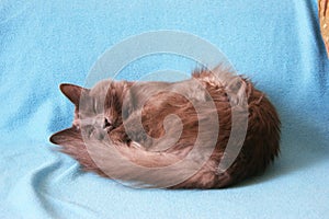 Nebelung cat is lying on his favourite fleece blanket