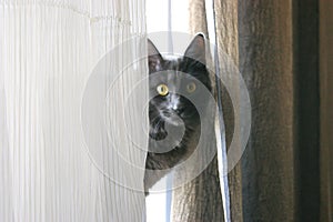 Nebelung cat wonderingly peeking out from behind the curtain