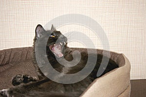 Nebelung cat yawns showing all his teeth and pink tongue photo