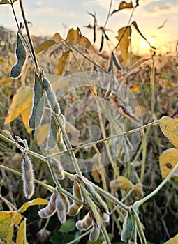 Nebraska soybean field with pods drying at sunset