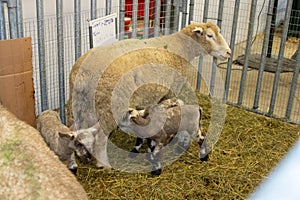 Nebraska State Fair in Grand Island Sheep in pens 2022